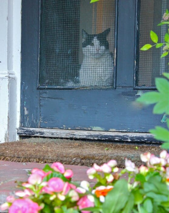 Girl Kitty wave Bye Bye