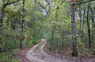 path in the woods