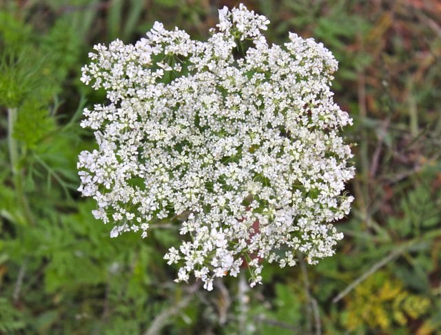 last of the Queen Anne's Lace