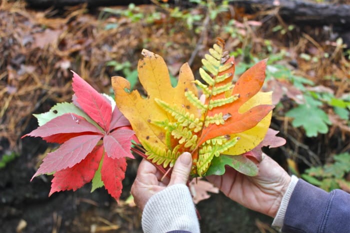 collecting leaves