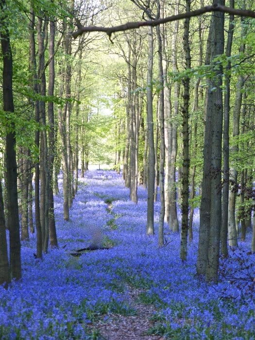 Bluebells Stourhead