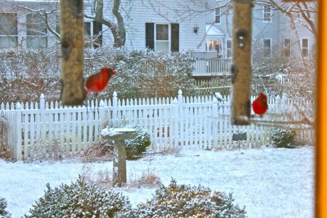 cardinals