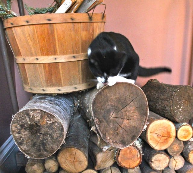 Jack in the woodpile