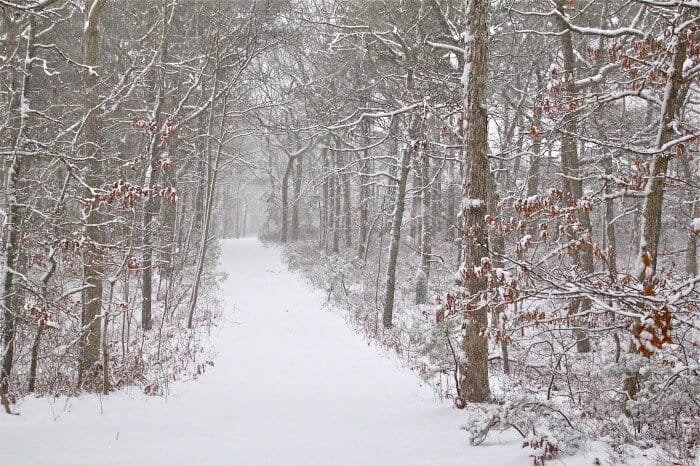pristine walk in the woods