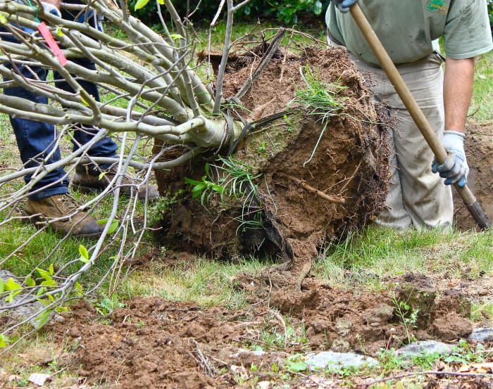 planting a new Magnolia tree