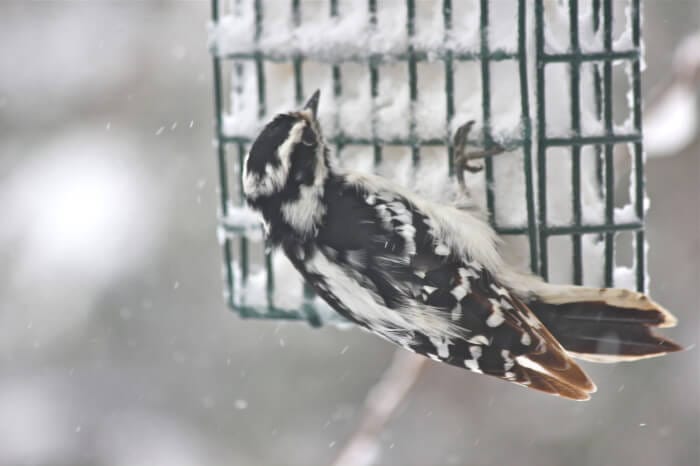 birds at the feeders