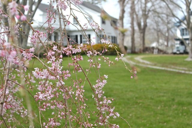 weeping cherry trees