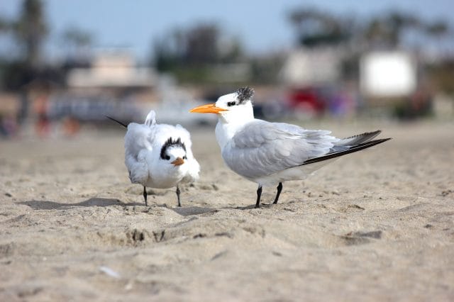 Baby & Mom shore birds Seal Beach