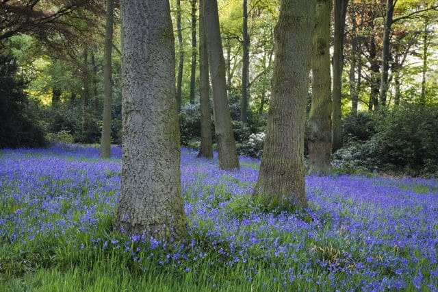 bluebells