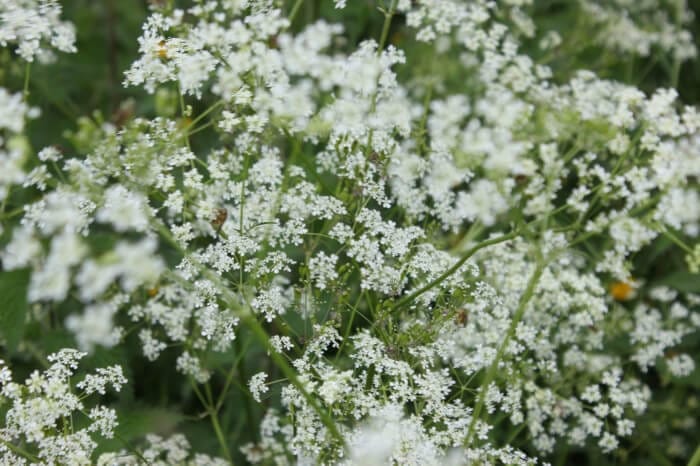 cow parsley