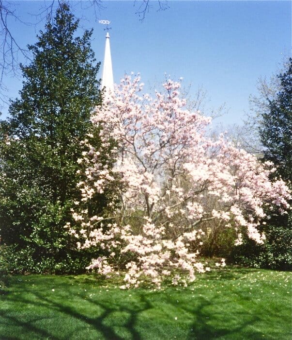 magnolia tree
