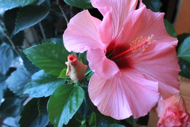 Blooming Tumbler Houston Florist: Luscious Blooms
