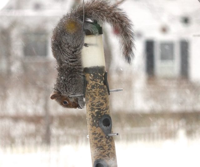 squirrels on ice