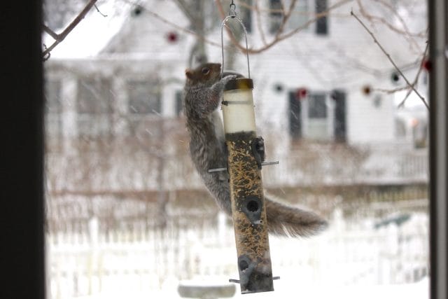 squirrel at feeders