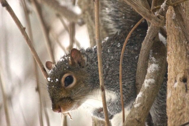 squirrel play