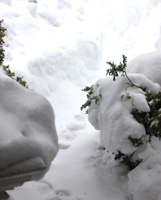 path through the snow