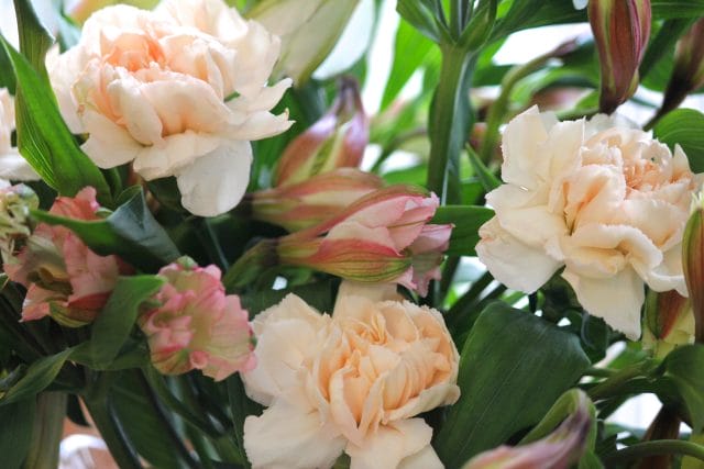 carnations alstroemeria