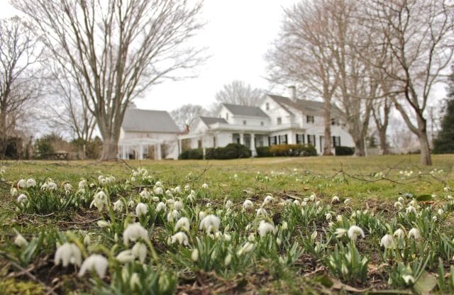 snowdrops