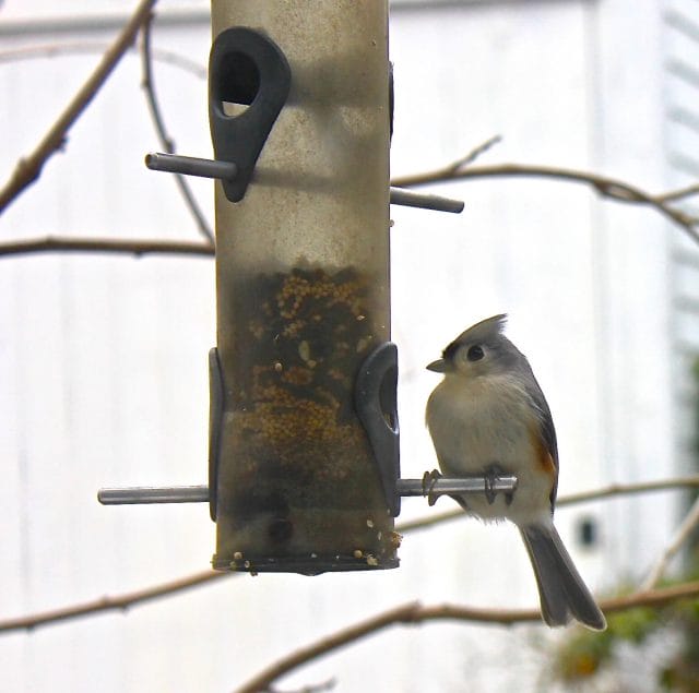 Tufted Titmouse