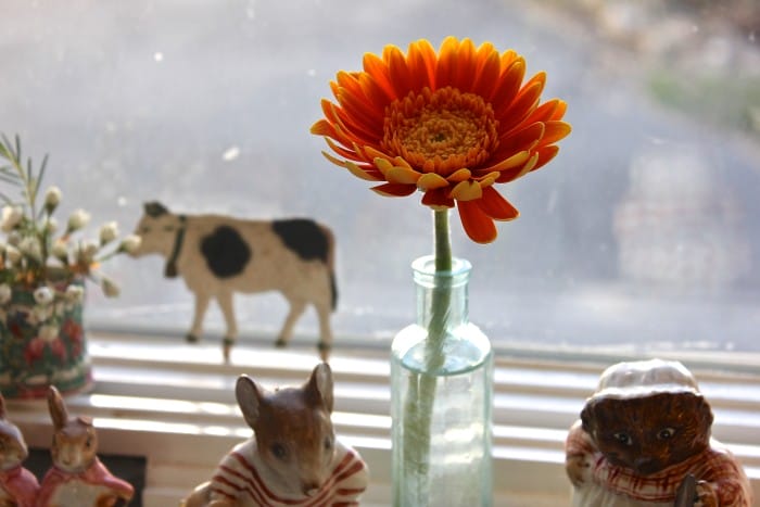 Gerbera daisy