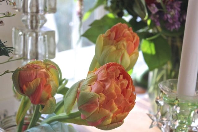 Parrot tulips