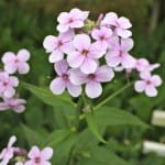 Phlox grows wild in our garden