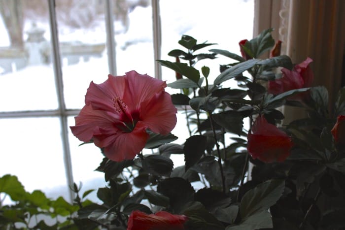 hibiscus grows in winter