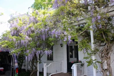 wisteria on the porch