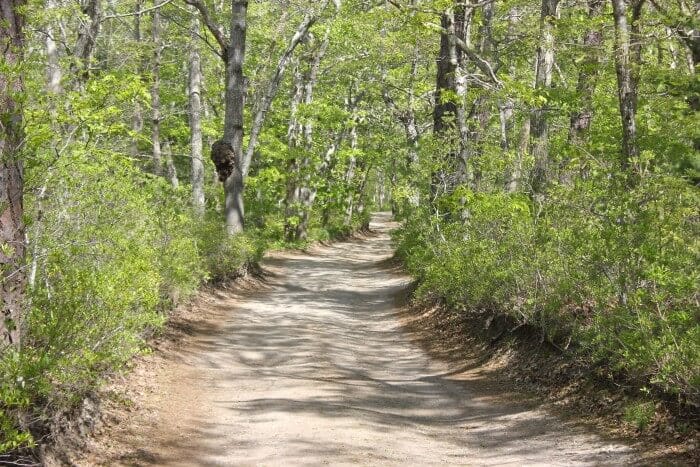 Long road to the sea