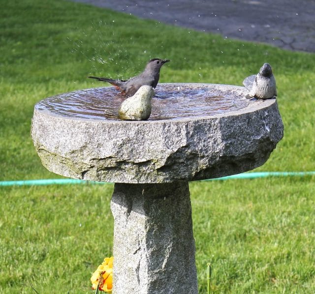 frolicking cat bird