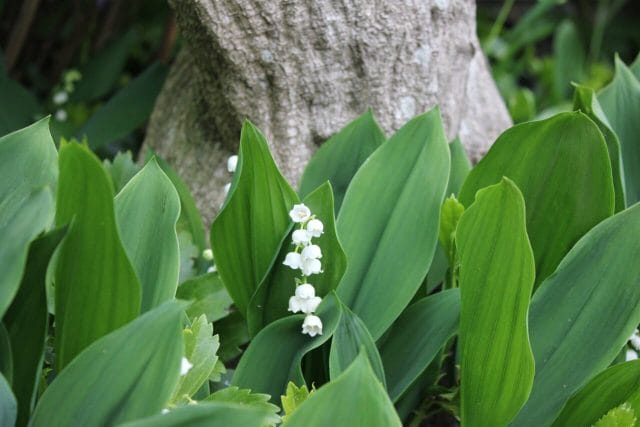 Lily of the Valley