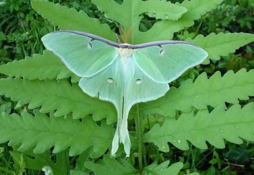 luna moth