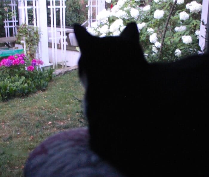 perched on the ironing board