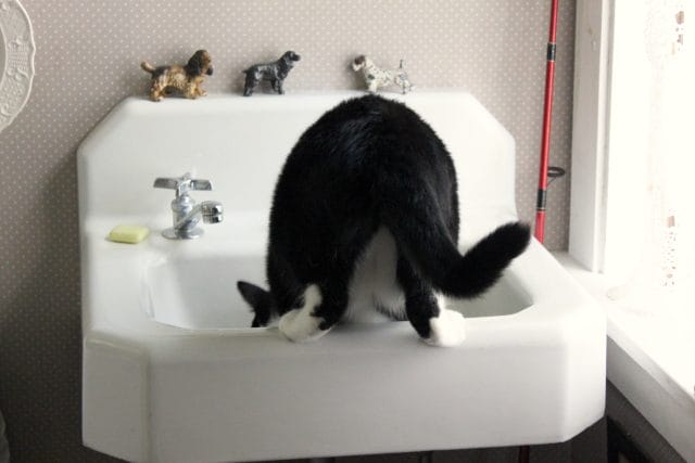having a drink in the sink