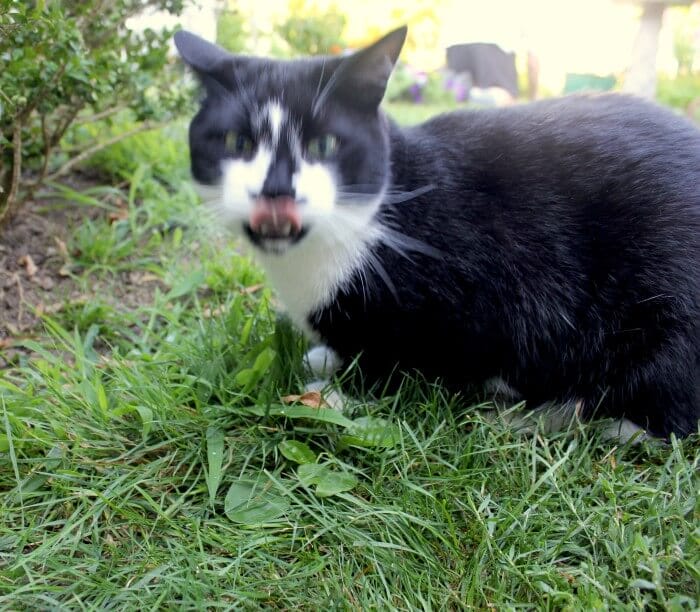 mmmm delicious grass