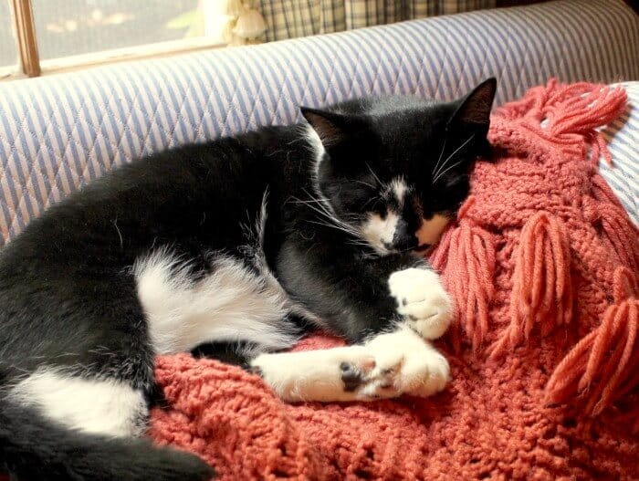 ジェイミー・リン 151㌢ Sleeping Cat　LIB TECH ジェイミー・リン 舞い込み 151㌢ Sleeping Cat LIB TECH