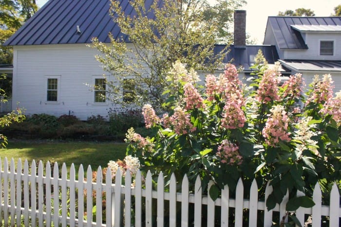 hydrangea, in Vermont