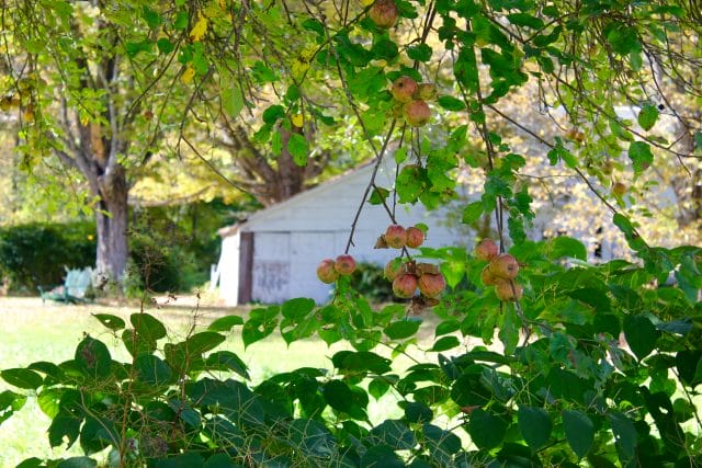 apple trees in Vermont