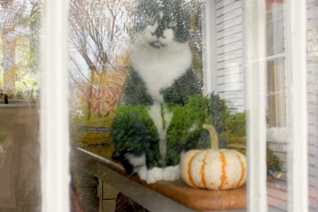 Kitty in the window