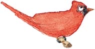 red-bird