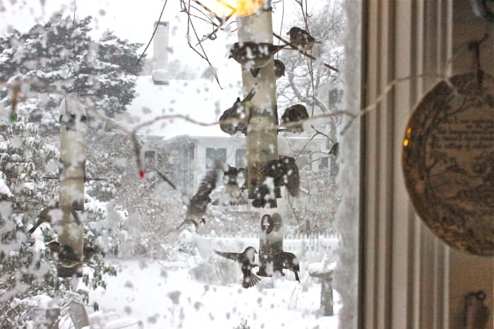 Birds in the snow