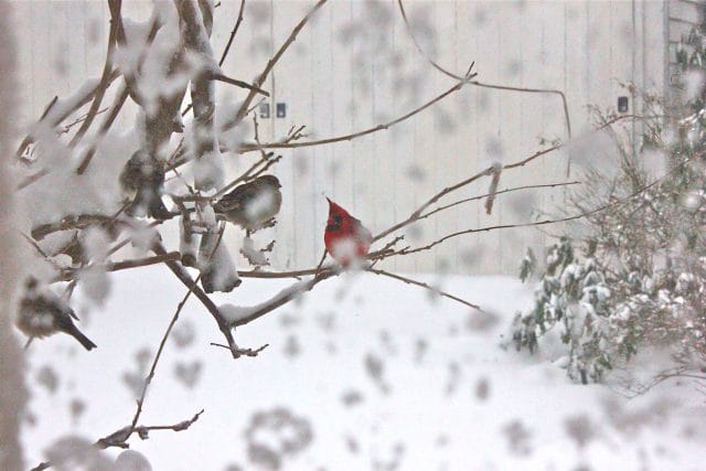 Birds in the snow