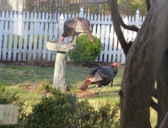 wild turkeys