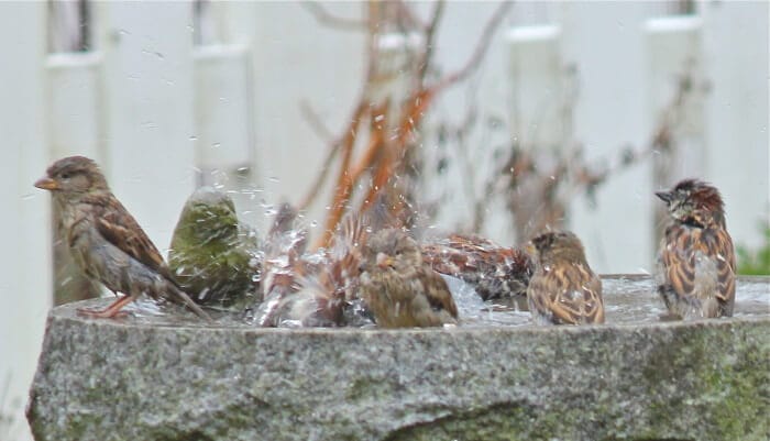 Bird bath