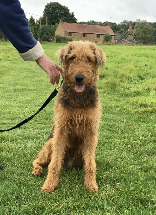 dog "largest in terrier breed"