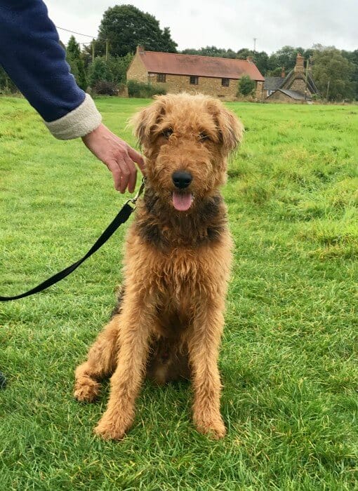 dog "largest in terrier breed"