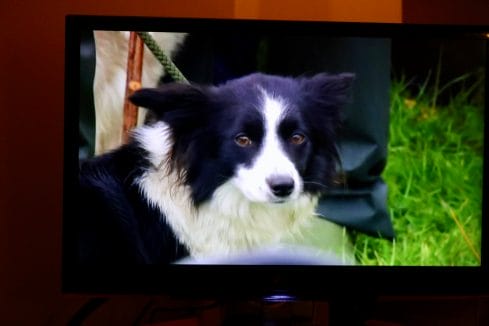 dog on tv shepherd contest
