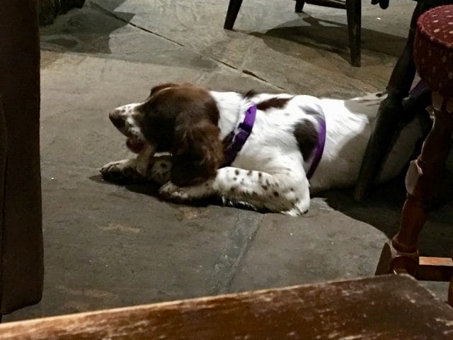 Dog George and Dragon Pub, chacombe