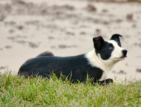 how to educate a border collie – OnlyFresh UK