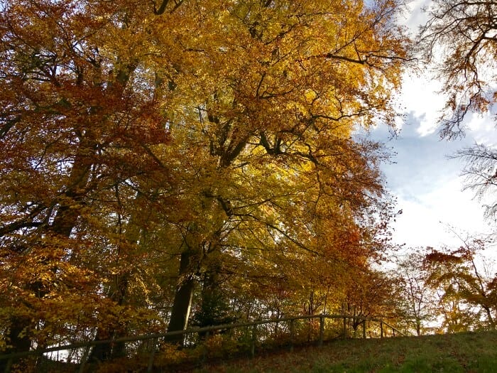 fall climbing hill woodstock